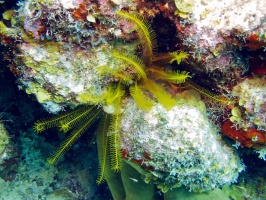 IMG 3335 Yellow Crinoid